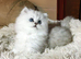 Pedigree persian kittens, white and chinchillas