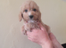 Cockapoo puppies