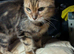 Need home 2 pound only