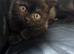 Female British shorthair kitten