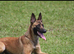 Elite female Belgian Malinios - Fully Vaccinated