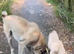 Kangal pup’s