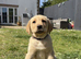ONLY 1 LEFT Foxred X Golden Labrador puppies