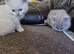 British short haired cross kittens for sale