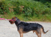 Angus the Mink Hound for stud