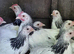 Light Sussex bantam pullets
