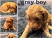 Beautiful miniature golden doodles
