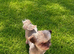 Cute & Cuddly Shorkie Puppies Available