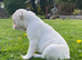 Reduced Last female Pink KC registered French Bulldog puppy