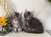 TICA reg Maine coon kittens