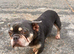 French Bulldog for Sale Female –£350