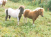 Shetland Colt Foals