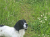 English springer spaniel