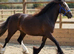 Outstanding 2yrs filly to make 15h plus
