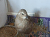 Available 1 x rare colour 7 week male and 3 laying age now females &pound;32 the group