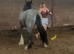 Stunning iron gray two year old cob for sale