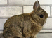 Netherland Dwarf Agouti male