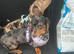 2 dachshund for rehoming