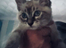 Siamese x Snowshoe x tabby