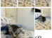 4 beautiful British long hair/ short hair kittens