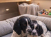 Cocker spaniel