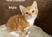Kittens for sale