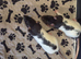8 baby fancy rats for sale lovely markings
