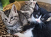 2 kittens available