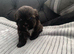 Shitzue puppies