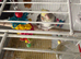 X2 cockatiel
