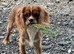 Ruby cavalier King Charles