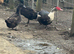 Ducks for sale.