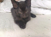 2 Kittens