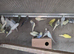 Baby budgie for sale