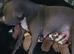 3 Adorable Puppies Looking for Their Forever Homes