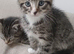5 cute kittens