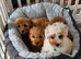 Toy Cavapoo Puppies