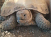 Female horsefield tortoise