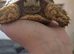 Almost 2 year old female