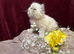 3 CHEEKY COLOURPOINT PERSIAN BOYS (READY FRI 17TH) 16 hours