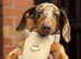 Beautiful KC Registered Miniature Dachshund