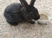 Mini rex babies