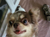 Apple head Chihuahua puppies long haired