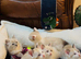 5 mixed ragdolls