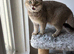 Straight Scottish fold