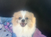 Beautiful female adult Pom