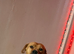Female dog