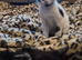 2 beautiful male kittens