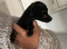 Chihuahua puppy for sale