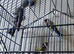 2 pair goldfinchs 2025 for sall and 3 grey goldfinchs 2026 for sale